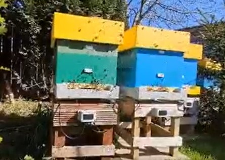 BeePortal Beehive Scale